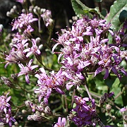 acourtia microcephala